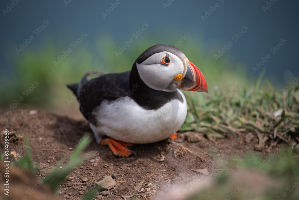 Close up portrait of an Atlantic puffin on Skomer Island, Pembrokeshire Close up portrait of an Atlantic puffin on Skomer Island, Pembrokeshire