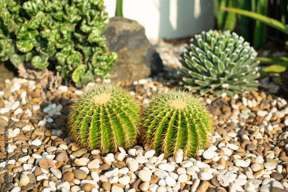 Closeup nature view of cactus in garden at summer under sunlight. Closeup nature view of cactus in garden at summer under sunlight.