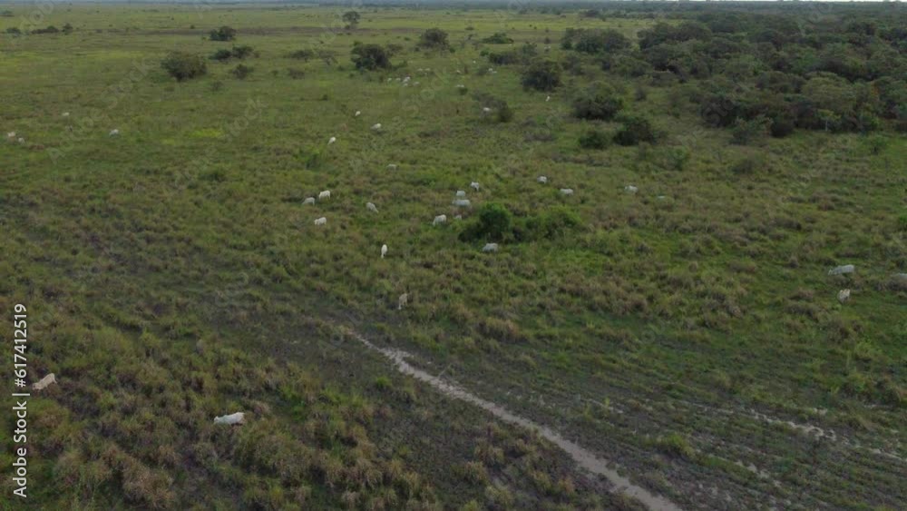 Caballo y Vaca- Pradera.