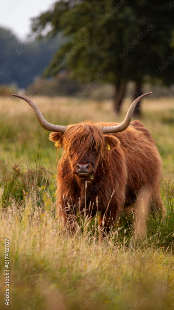 This photo shows a Scottish Higlander which is a type of cow. This cow lives in the dunes in the Netherlands. It has large horns. 