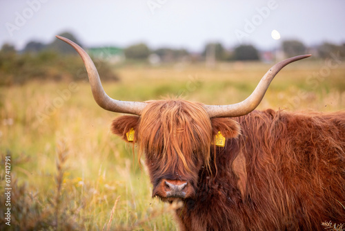 This photo shows a Scottish Higlander which is a type of cow. This cow lives in the dunes in the Netherlands. It has large horns. 