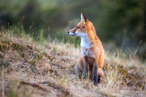 This photo shows a fox in his natural habitat. The fox lives in the Dutch dunes.  © robin