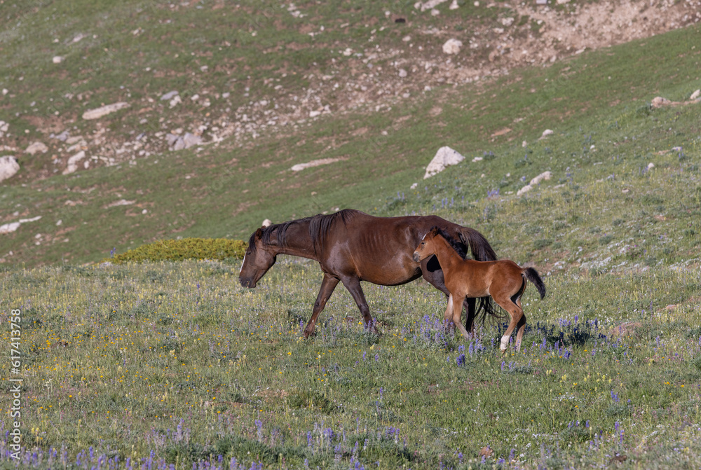 Wild Horse Mare and Foal in Summer in the Pryor Mountains Montana Wild Horse Mare and Foal in Summer in the Pryor Mountains Montana