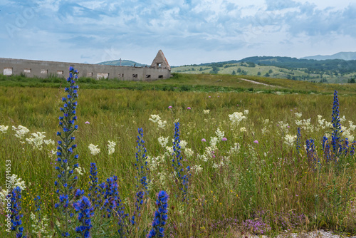 Wildflowers in Donja Brezna in Plužine, Montenegro.