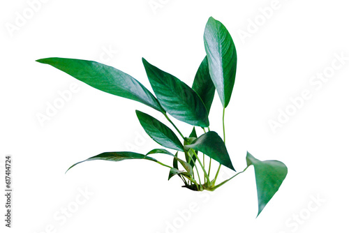 Green leaves of Anubias Congensis popular aquarium plants isolated on transparent background. PNG transparency