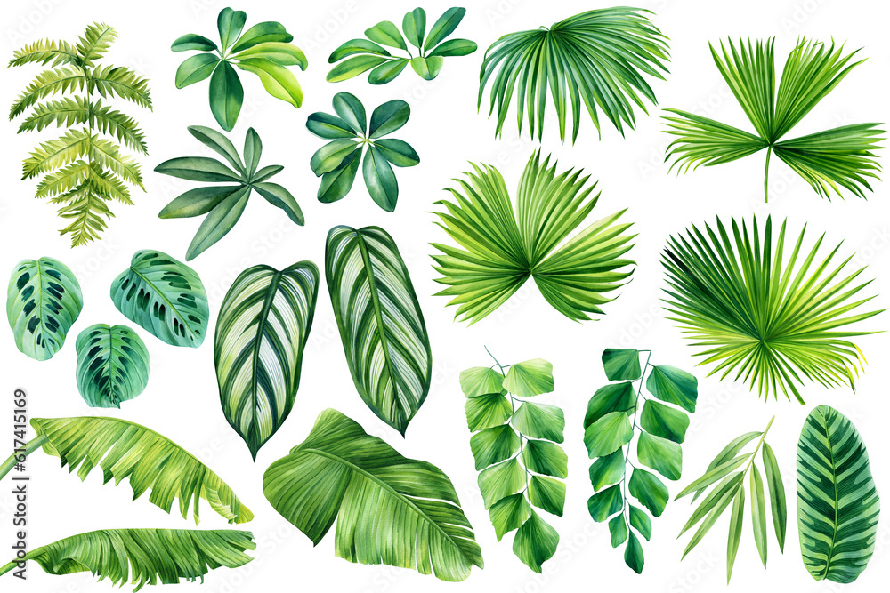 Tropical leaves. Jungle plant, watercolor flora elements, palm, fern, banana and bamboo. Hand drawn green leaf isolated