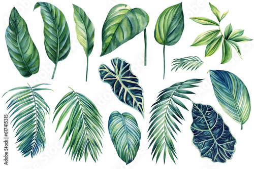 Watercolor illustrations tropical palm leaves, isolated on white background. Jungle Green leaf