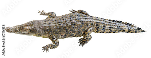 Saltwater crocodile sleeping