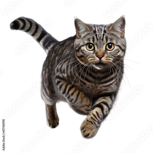 american shorthair cat isolated