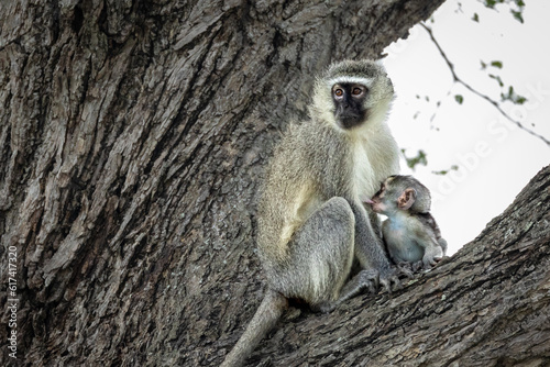 A baby vervet monkey, Chlorocebus pygerythrus, nursing. photo