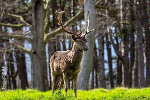 Wild Deer in Ireland © 勇輝 中澤
