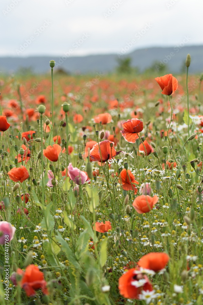 Fototapeta premium Mohn-Mohnfelder-Blüten-Blumen-Natur-Felder
