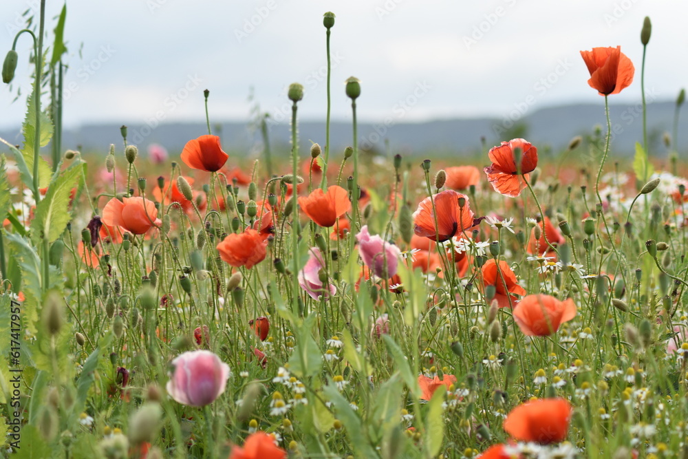 Obraz premium Mohn-Pflanzen-Blumen-Mohnfeld-Feld-Natur