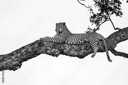 A male leopard, Panthera pardus, lying in a Marula tree, Sclerocarya birrea, in black and white. photo