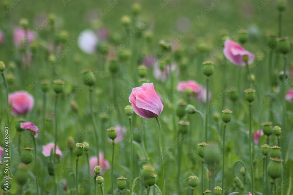 Mohn-Mohnfelder-Blüten-Blumen-Natur-Felder Mohn-Mohnfelder-Blüten-Blumen-Natur-Felder