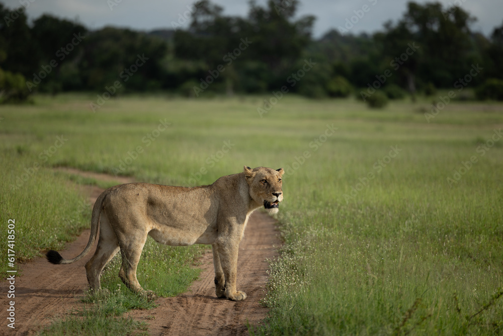 A Lioness, Panthera leo, standing in a clearing, looking out. A Lioness, Panthera leo, standing in a clearing, looking out.