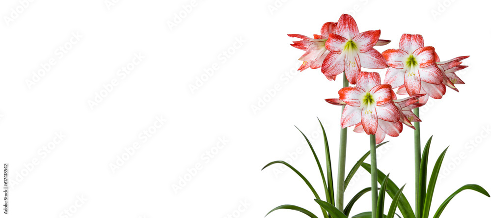 Amaryllis flowers on a white background. Hippeastrum. Flower of Holland. Amaryllis variety Spotlight