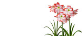 Amaryllis flowers on a white background. Hippeastrum. Flower of Holland. Amaryllis variety Spotlight