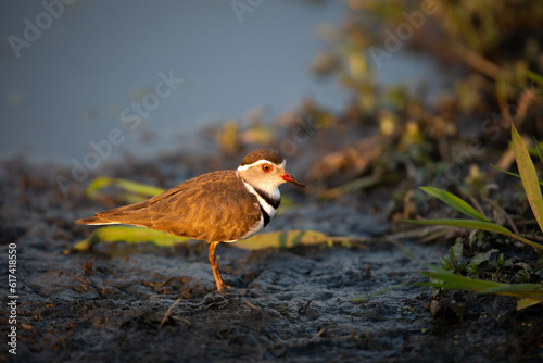 A Three Banded Plover, Charadrius tricollaris, standing in mud. photo