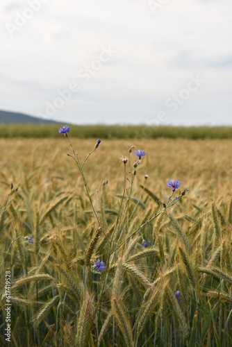 Mohn-Mohnfelder-Blüten-Blumen-Natur-Felder