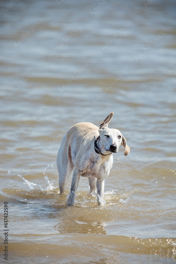 Whippet dog standing in water, shaking wet body Whippet dog standing in water, shaking wet body