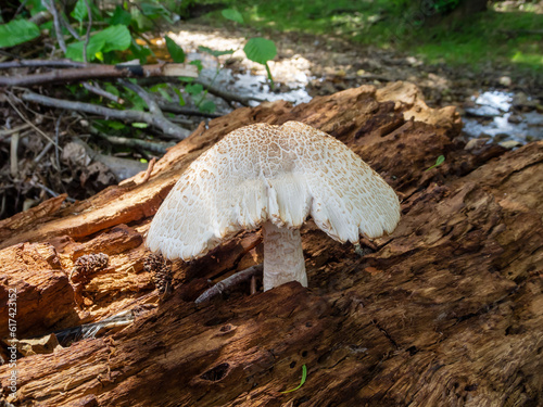 Agrocybe aegerita. Hongo sobre tronco podrido. photo