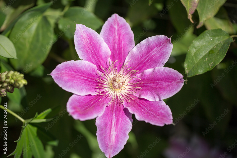 Clematis Montana -large pink flower in full bloom. This variety of Clematis is an early bloomer, and flowers from Spring to early Summer Clematis Montana -large pink flower in full bloom. This variety of Clematis is an early bloomer, and flowers from Spring to early Summer