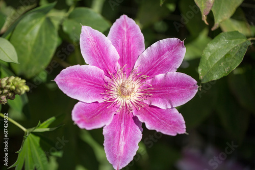 Clematis Montana -large pink flower in full bloom. This variety of Clematis is an early bloomer, and flowers from Spring to early Summer
