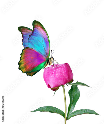 colorful tropical morpho butterfly on peony flower in water drops isolated on...