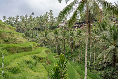 Beautiful greenery rice fields in Bali, Indonesia