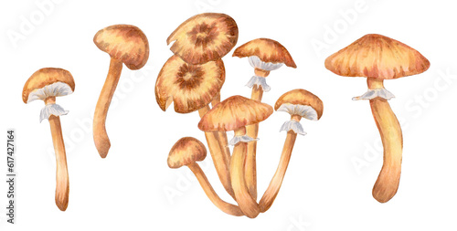 Honey mushroom set.Template for your design, products, menu, cafe, bags.Botanical natural art.Watercolor and marker illustration.Hand drawn isolated.