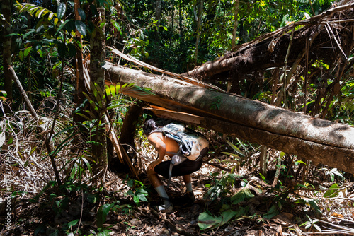 Fototapeta Naklejka Na Ścianę i Meble -  Latin American tour guide man passing under a fallen tree trunk blocking the path in a dense and leafy primary forest of the Amazon rainforest, Ecuador. Adventurous tropical jungle holidays and trip.