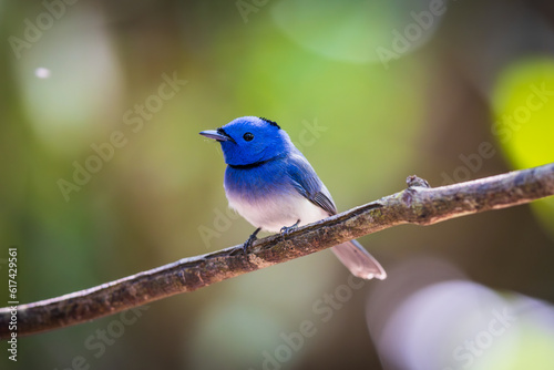 Black-naped Monarch (Hypothymis azurea) a rare bird on the branch of the tree.