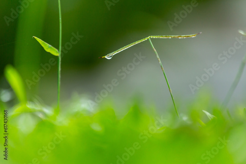 Detalhe de uma gota de orvalho pendurada na ponta de um mato em meio ao gramado molhado e desfocado.