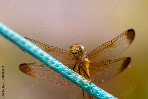 Macro fotografia de uma libélula pousada numa corda azul. © Madu Oliveira