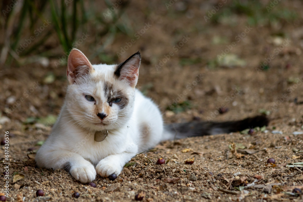 Imagem de gatinho filhote muito fofo, todo branco, com mancha escura no olho e orelha esquerda e de rabo preto e olhos azuis, deitado de frente em solo de terra e com as patinhas pra frente