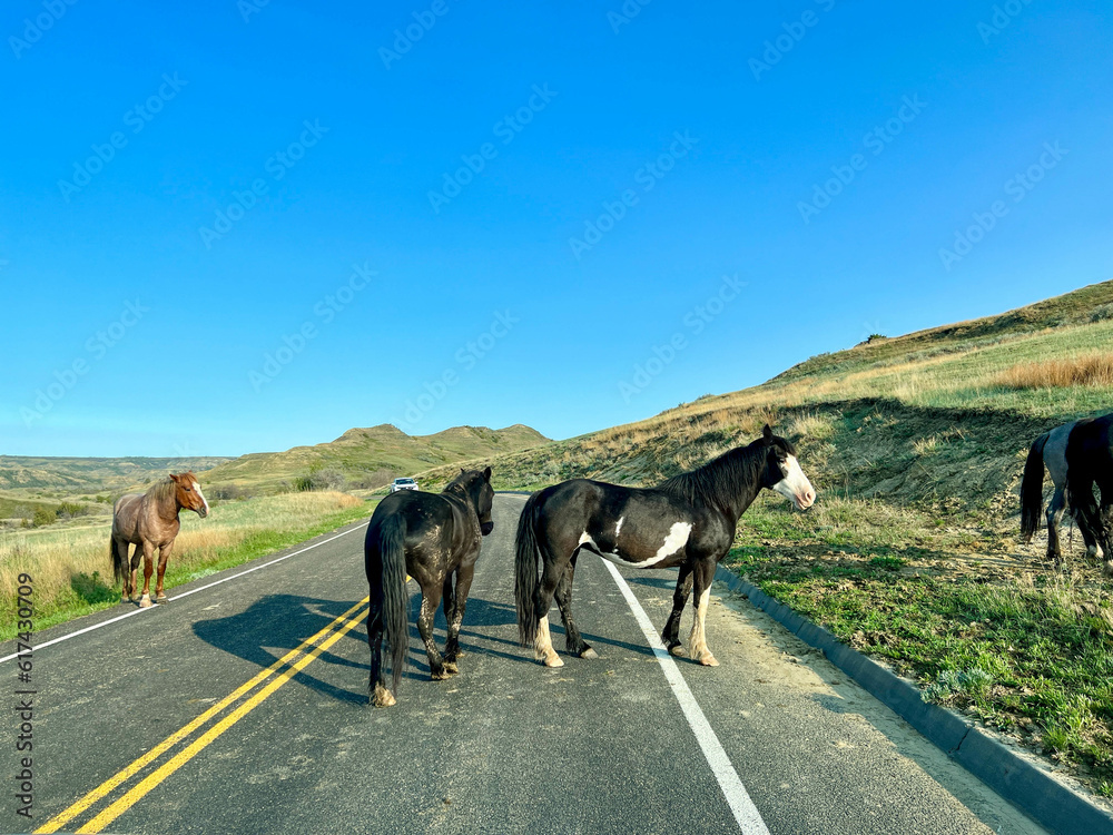 Driving through the badlands hills and mountains with Wild Horses standing in the road in Theodore Roosevelt National Park in North Dakota. Driving through the badlands hills and mountains with Wild Horses standing in the road in Theodore Roosevelt National Park in North Dakota.