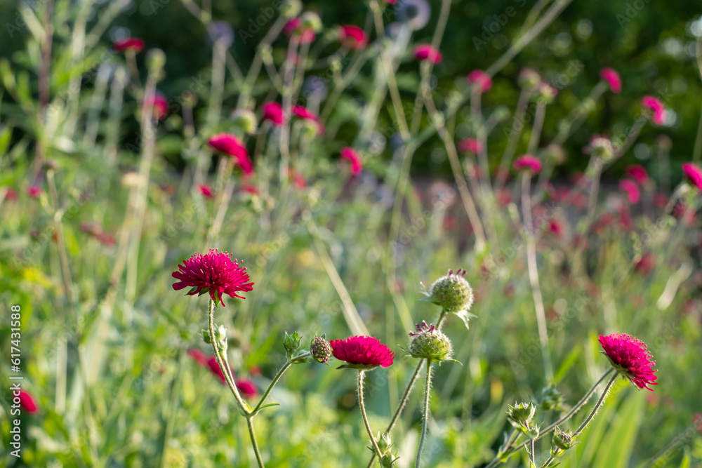 Colourful summer flowers in the historic walled garden, photographed in the late afternoon at Eastcote House Gardens in the Borough of Hillingdon, London, UK. Red Knautia flowers in the foreground. Colourful summer flowers in the historic walled garden, photographed in the late afternoon at Eastcote House Gardens in the Borough of Hillingdon, London, UK. Red Knautia flowers in the foreground.