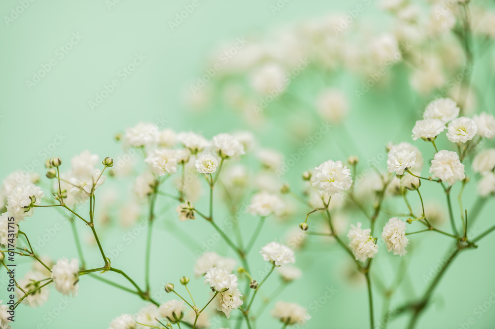 Bouquet of gypsophila on a green background. Postcard, floral background. Selective focus.