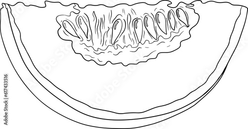 Hand drawn illustration of melon. Botanical food, vector illustration. Melon coloring pages