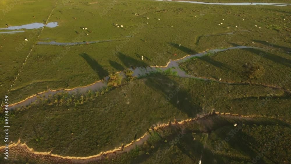 Caballo y Vaca- Pradera. Caballo y Vaca- Pradera.