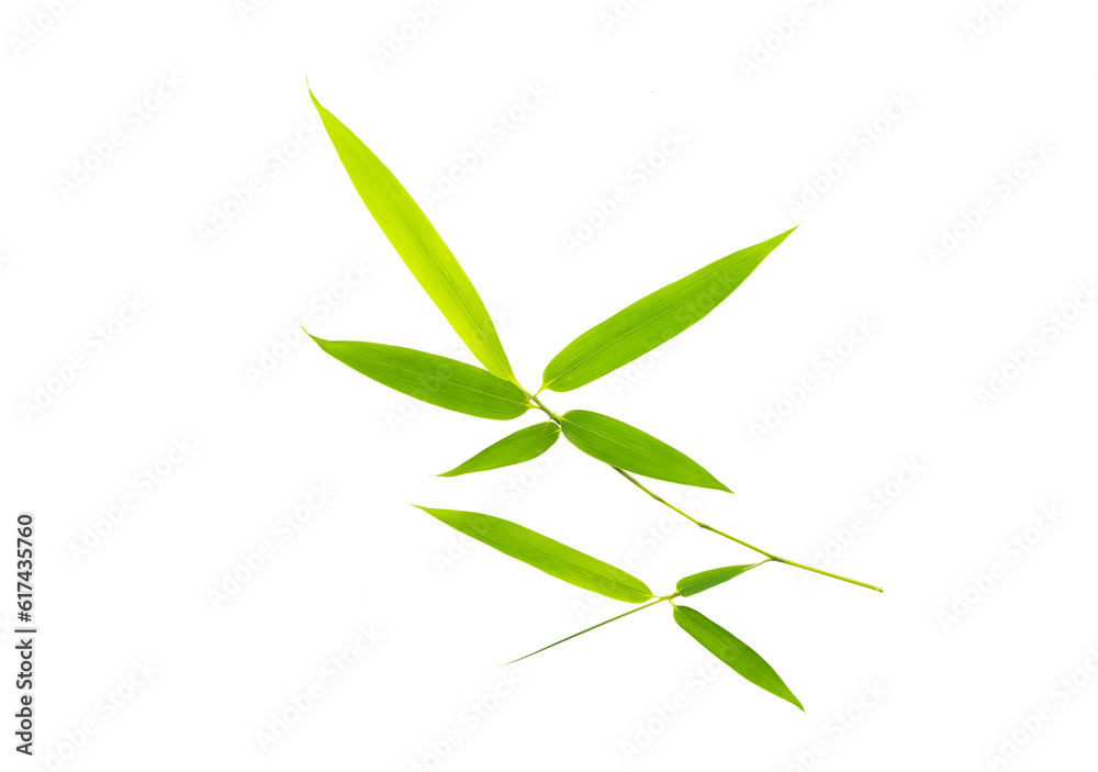 Fototapeta premium bamboo leaves isolated on white background