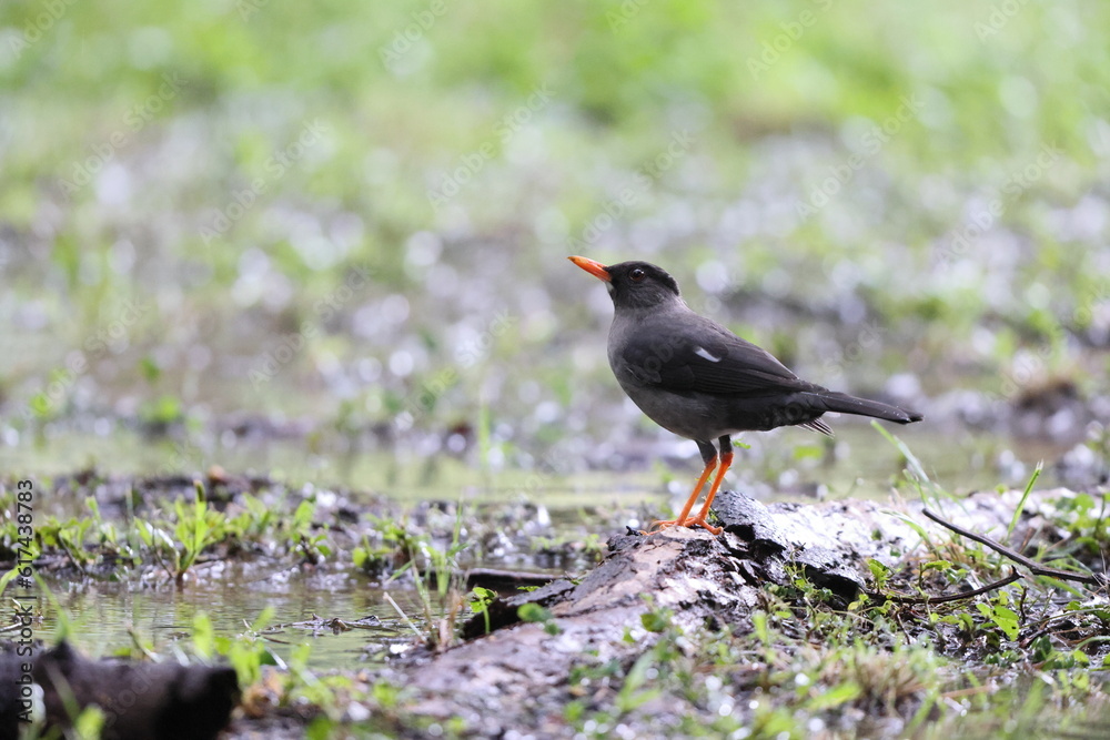 White-chinned thrush or hopping Dick (Turdus aurantius), one of Jamaican endemic species White-chinned thrush or hopping Dick (Turdus aurantius), one of Jamaican endemic species