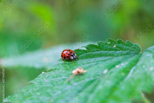 Close up of a ladybug sitting on a stinging nettle leaf with shallow depth of field © were