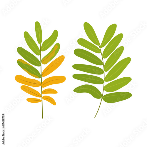 Set of autumn leaves rowan green and yellow isolated on transparent and white background. Close-up elements for design decoration. Vector illustration in cartoon and flat style. Print for t-shirts.