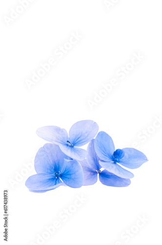 immagine primo piano con fiori di ortensia in tonalità blu pastello su sfondo trasparente
