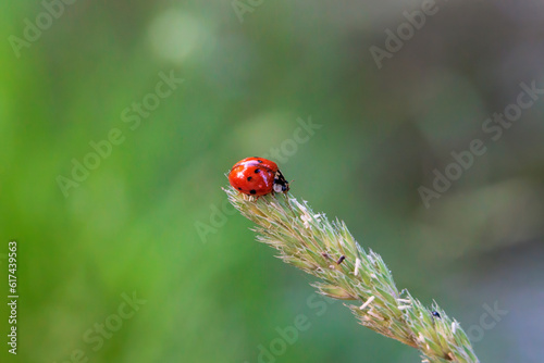 Close up of ladybug sitting on grass flower panicle in forest