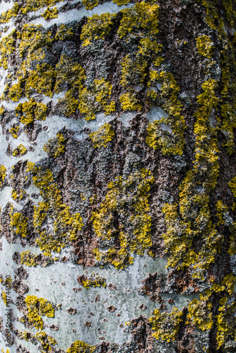 Multicolored texture of aspen bark close-up.
