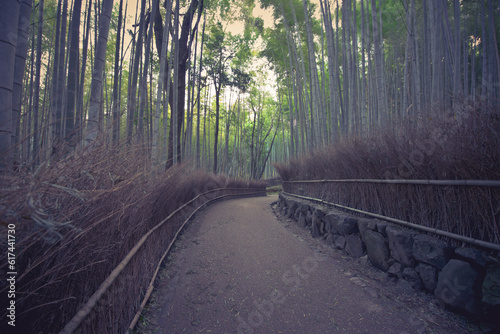 Fototapeta Naklejka Na Ścianę i Meble -  Bamboo forest in Kyoto countryside