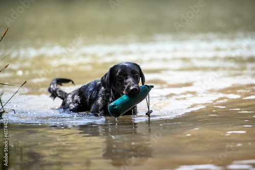 Billede på lærred Labrador retrieving a dummy from the river